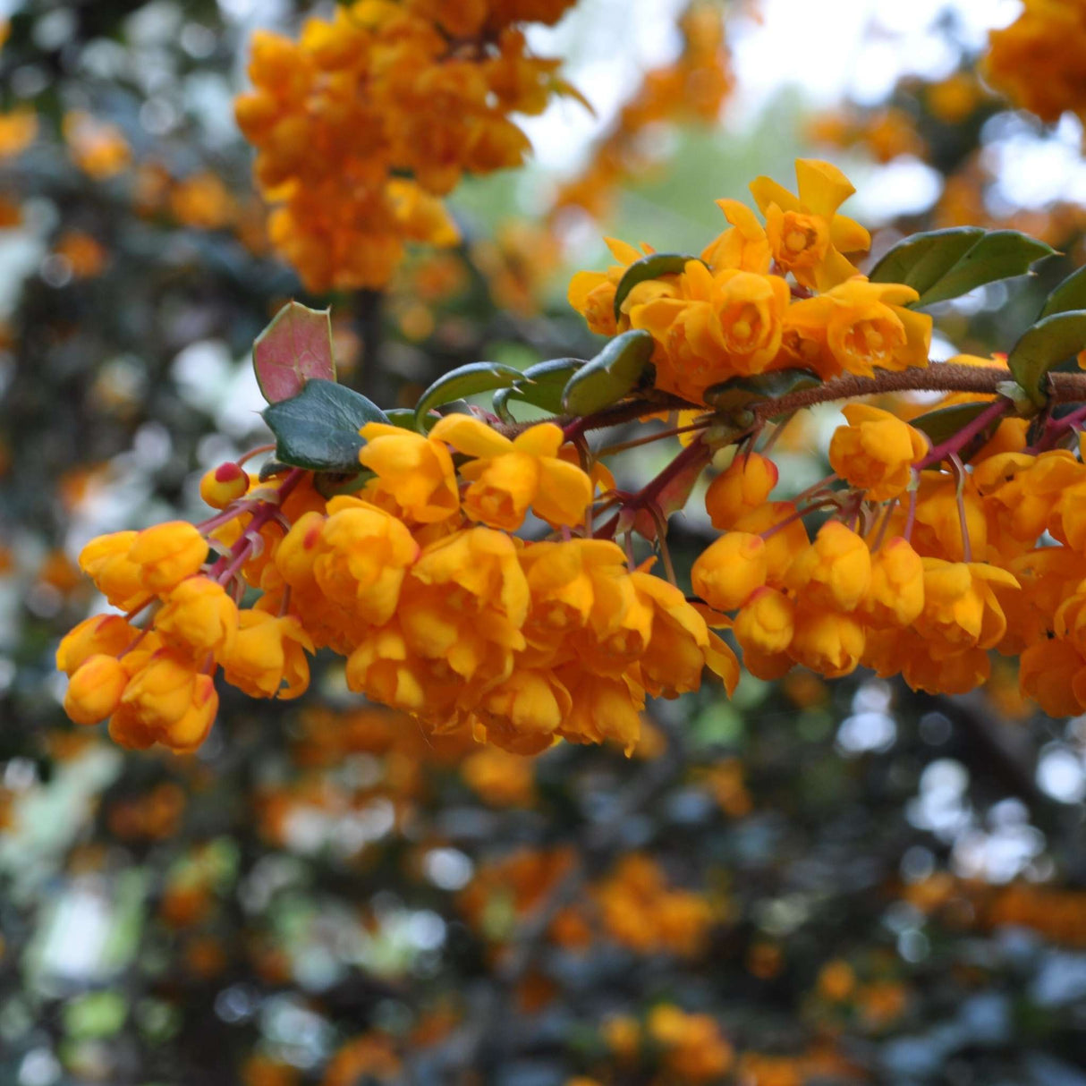 Berberis darwinii