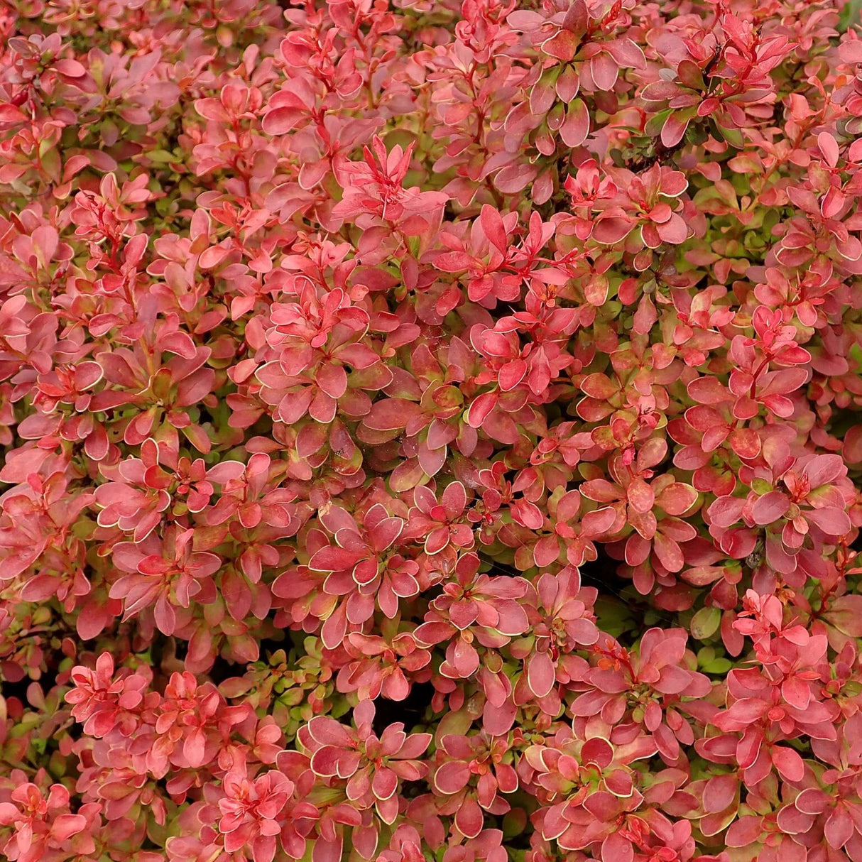 Berberis thunbergii f. atropurpurea ‘Admiration’