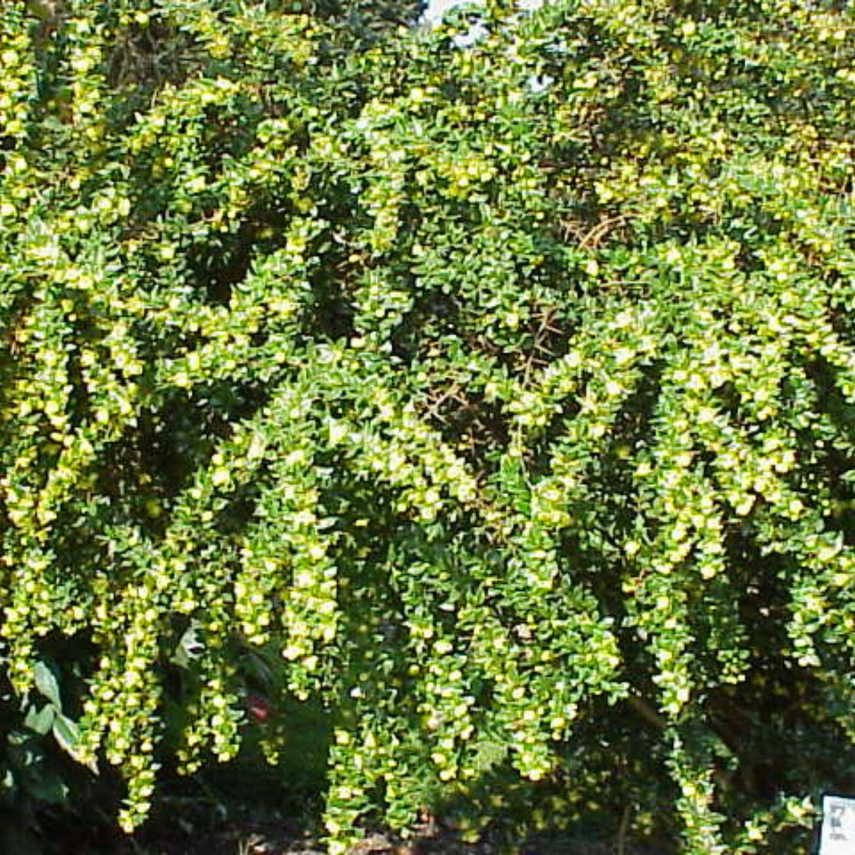 Berberis verruculosa