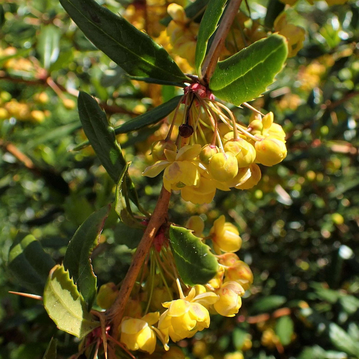 Berberis verruculosa