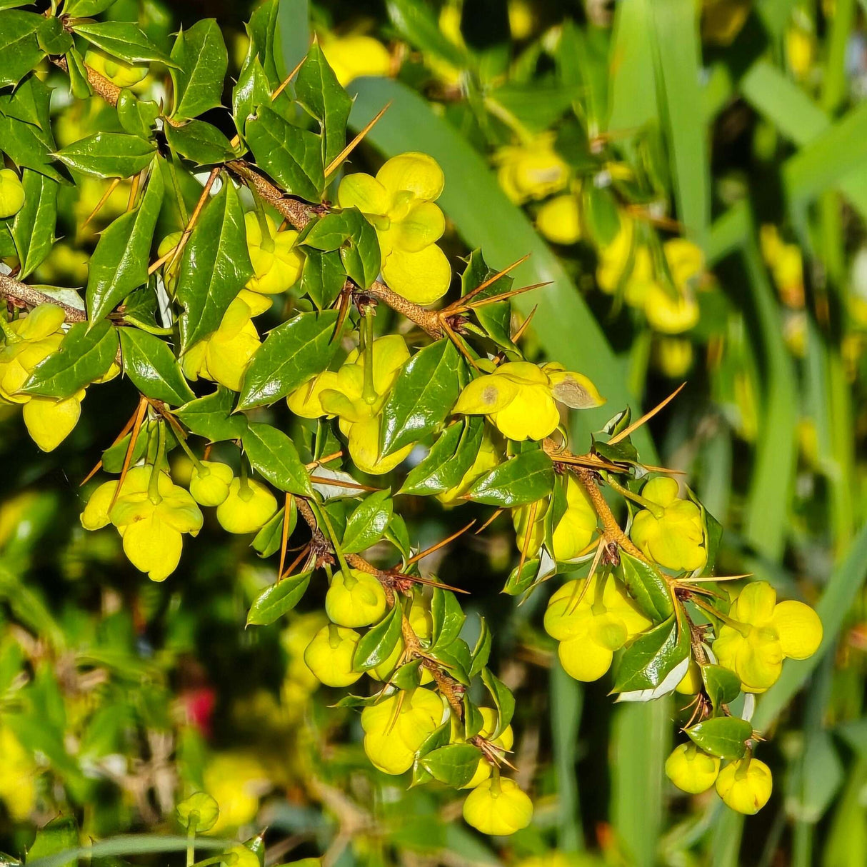Berberis verruculosa