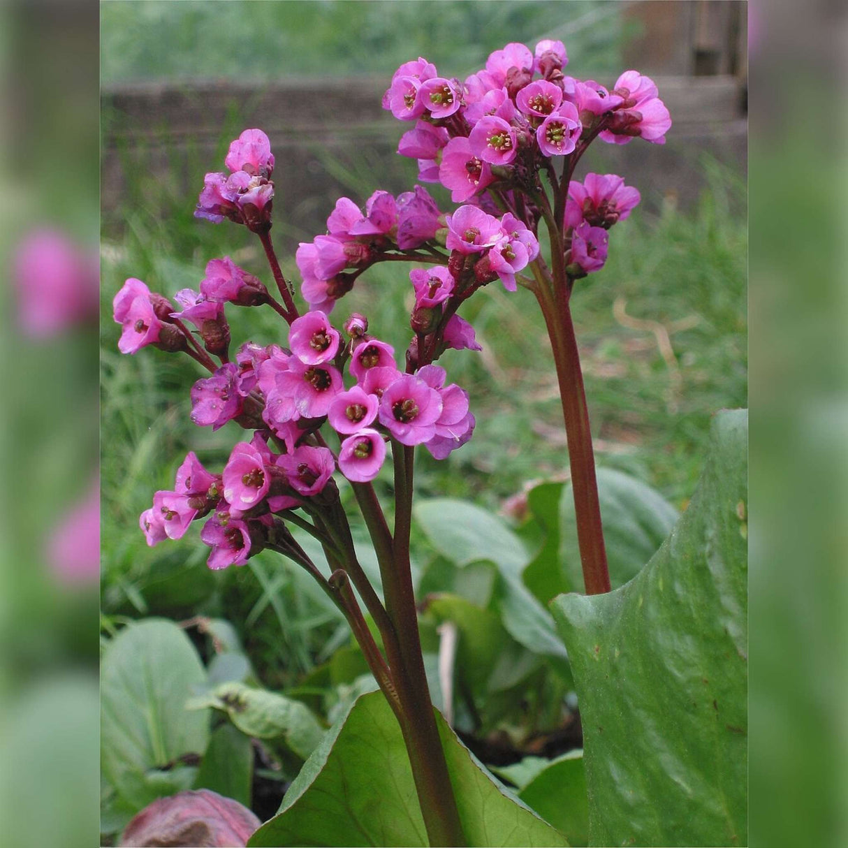 Bergenia cordifolia ‘Purpurea’