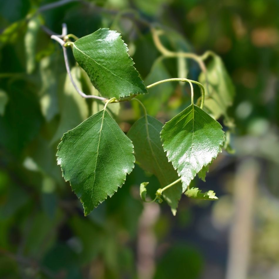 Betula pendula subsp. pendula ‘Spider Alley’