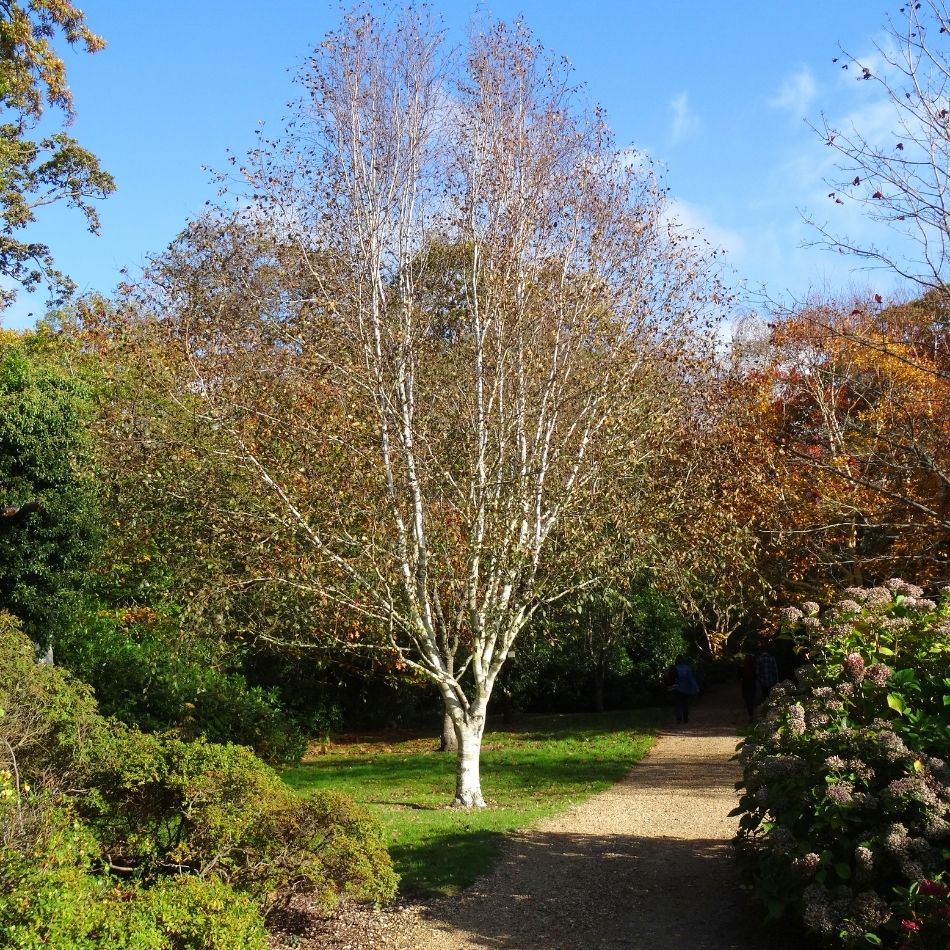 Betula utilis subsp. jacquemontii