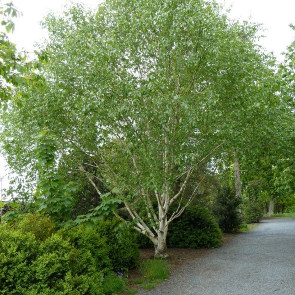 Betula utilis subsp. jacquemontii