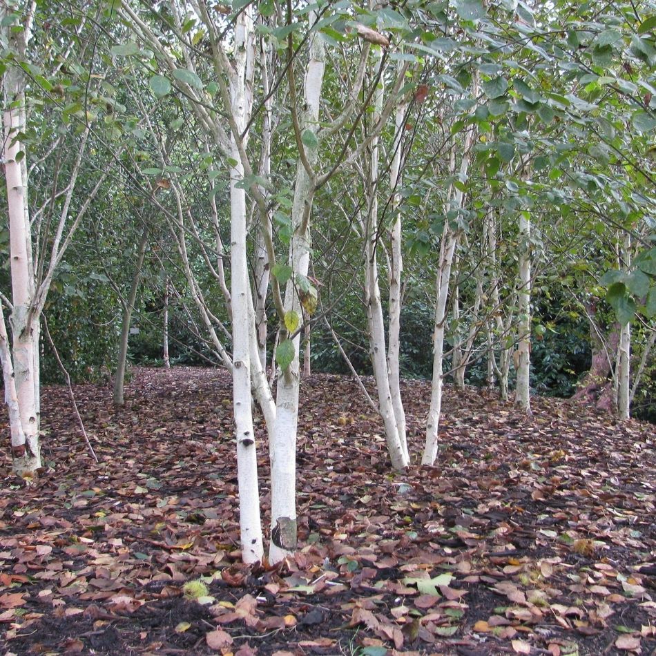 Betula utilis subsp. jacquemontii