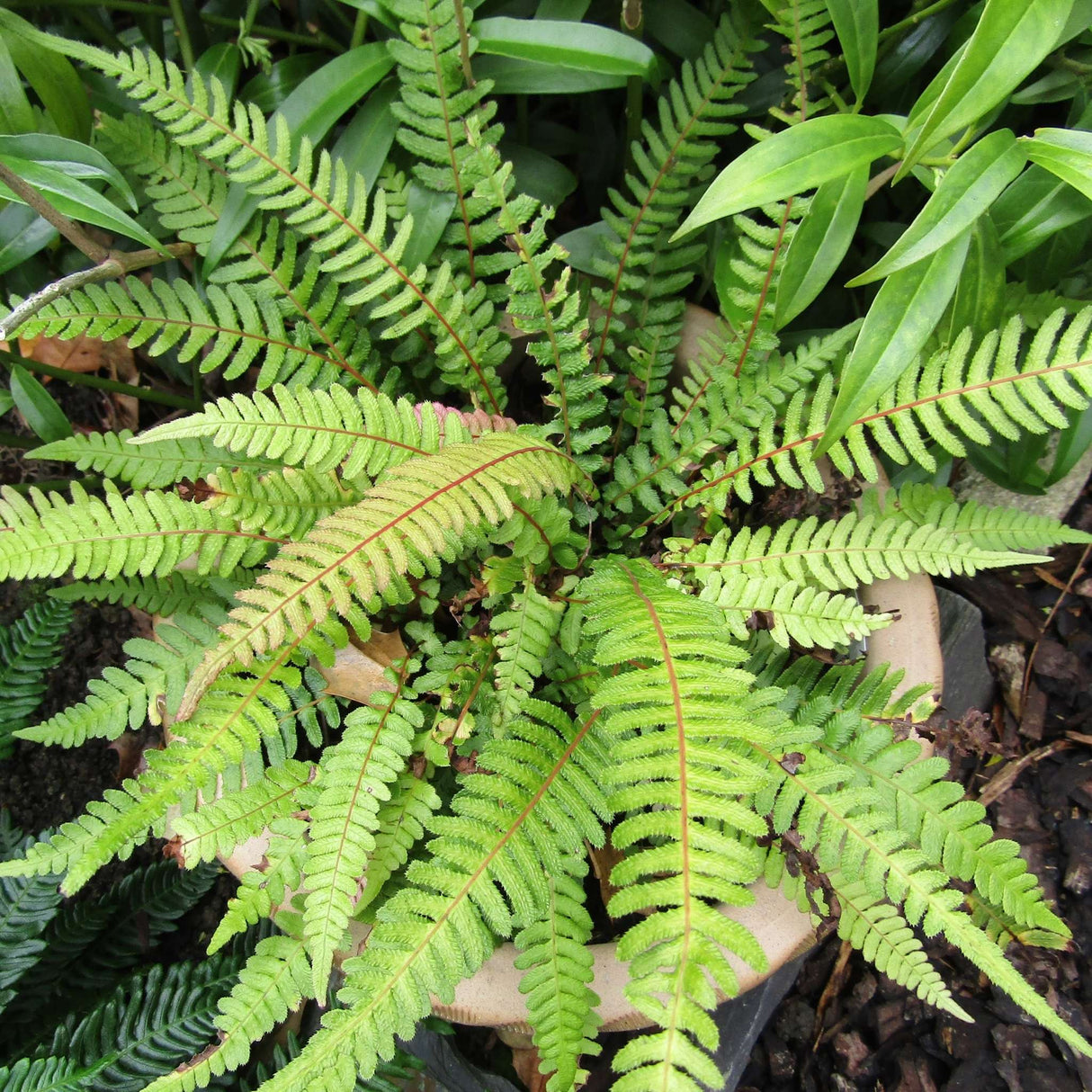 Blechnum medium