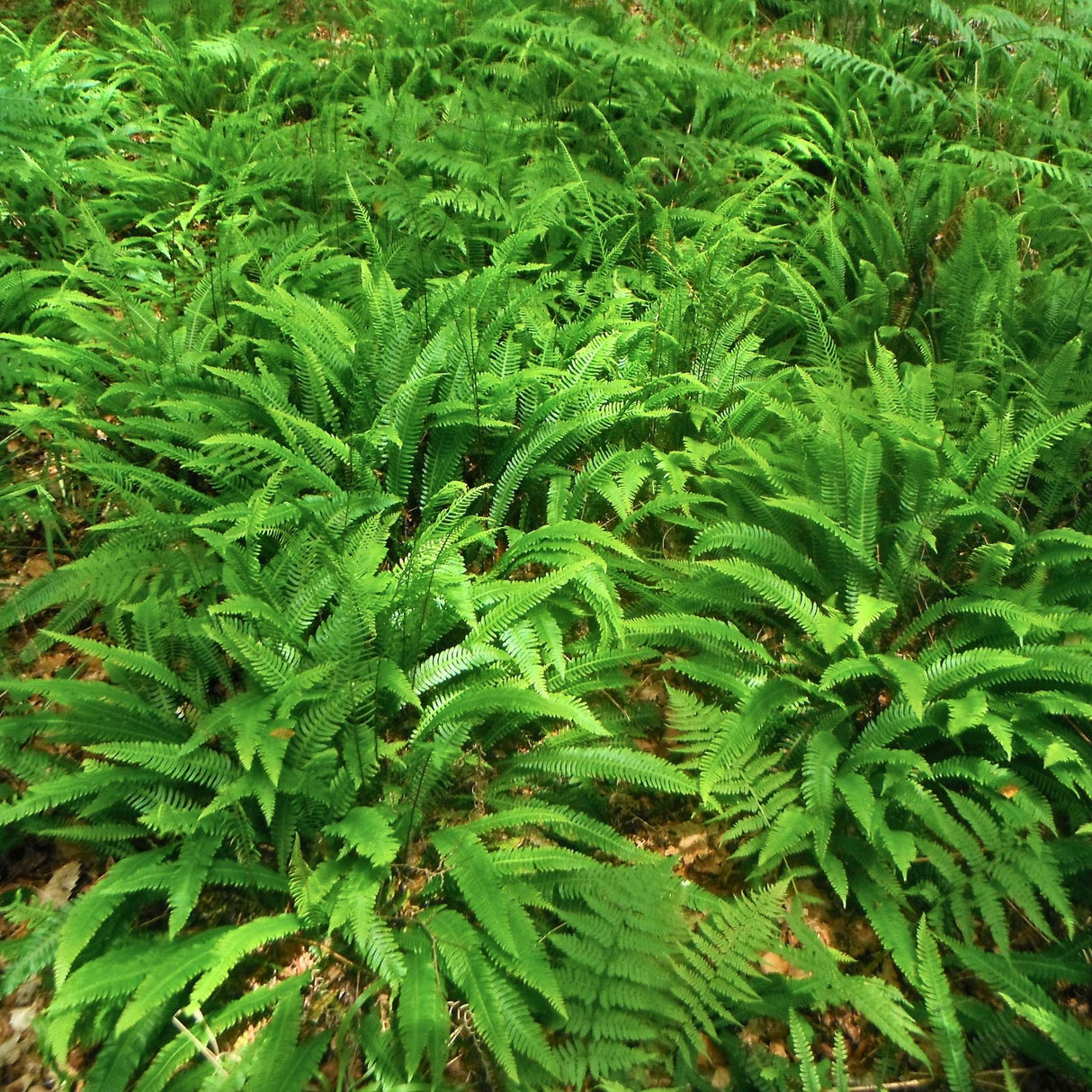Blechnum spicant