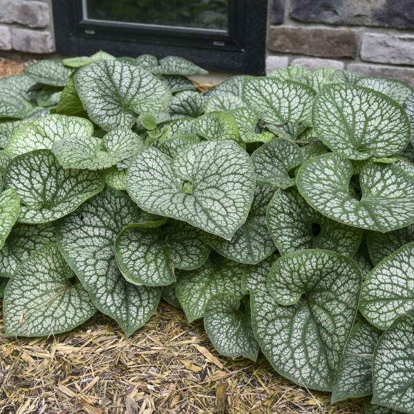 Brunnera macrophylla ‘Jack of Diamonds’