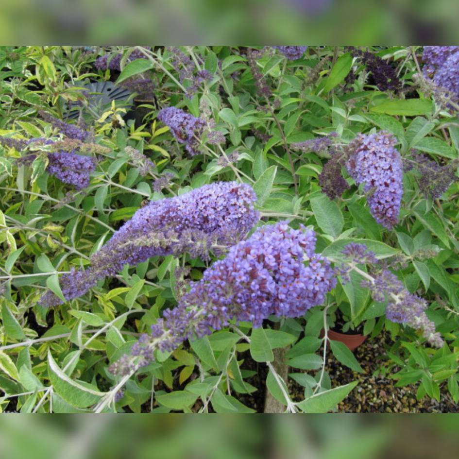Buddleja davidii ‘Lochinch’