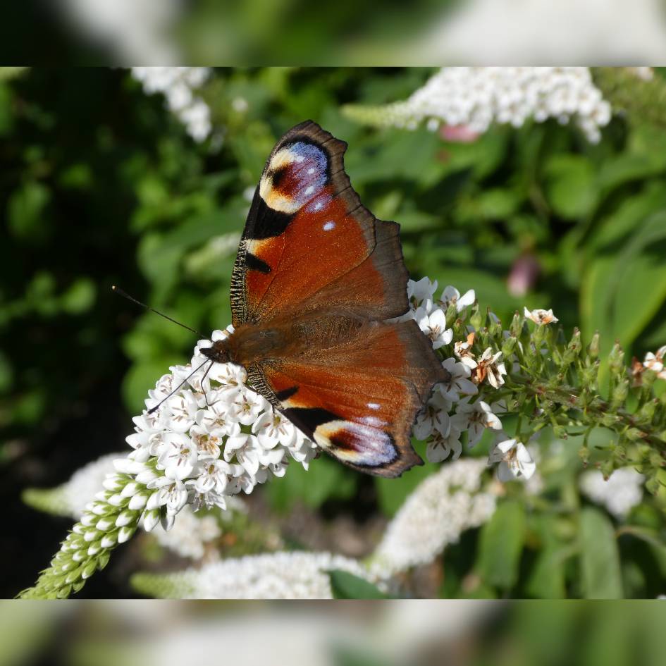 Buddleja davidii ‘White Profusion’