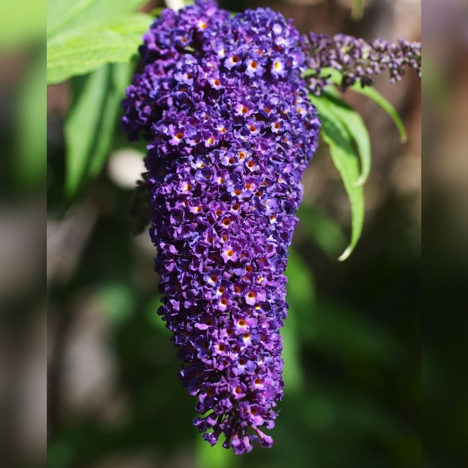 Buddleja davidii ‘African Queen’