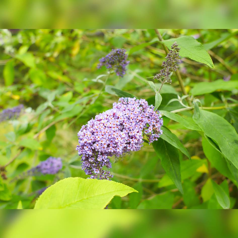Buddleja davidii ‘Empire Blue’