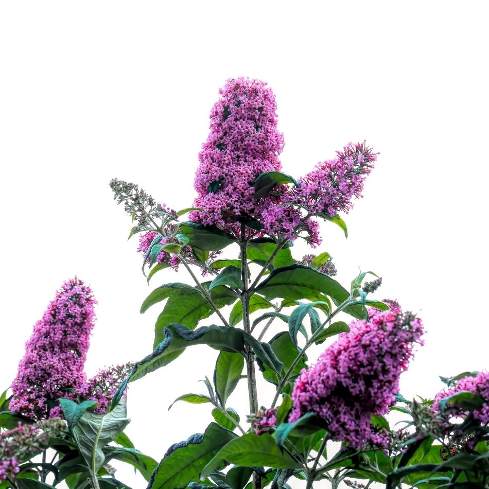 Buddleja davidii ‘Pink Delight’