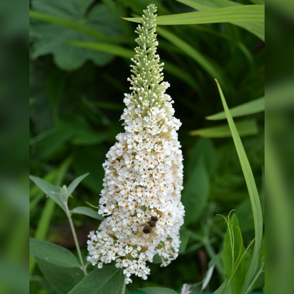 Buddleja davidii ‘White Bouquet’