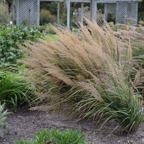 Calamagrostis brachytricha