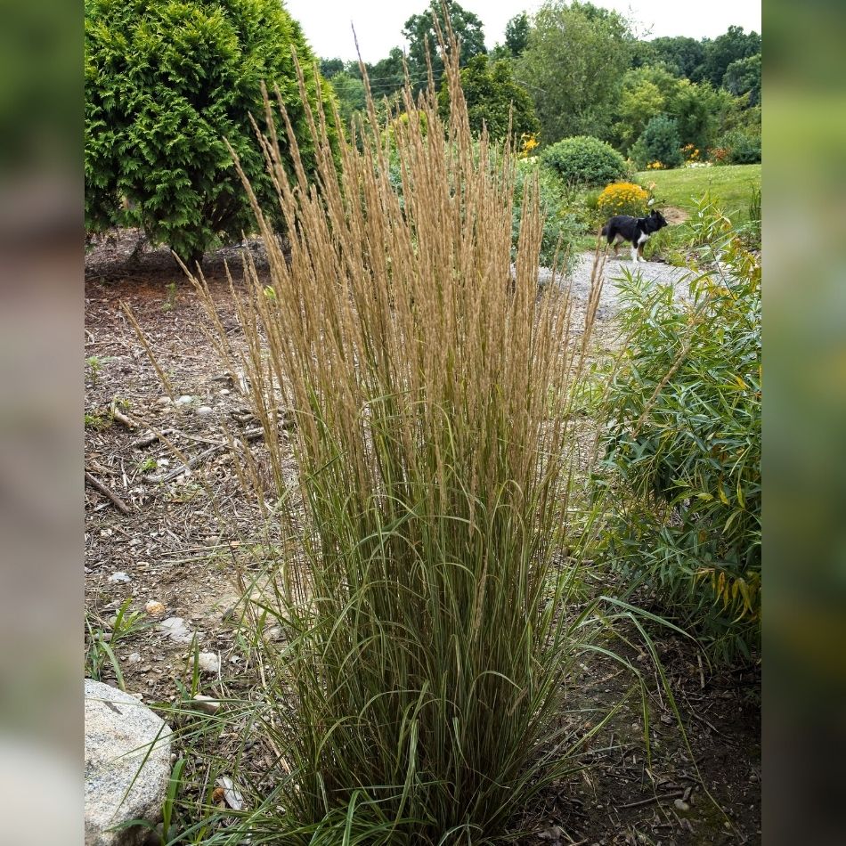 Calamagrostis × acutiflora ‘Overdam’
