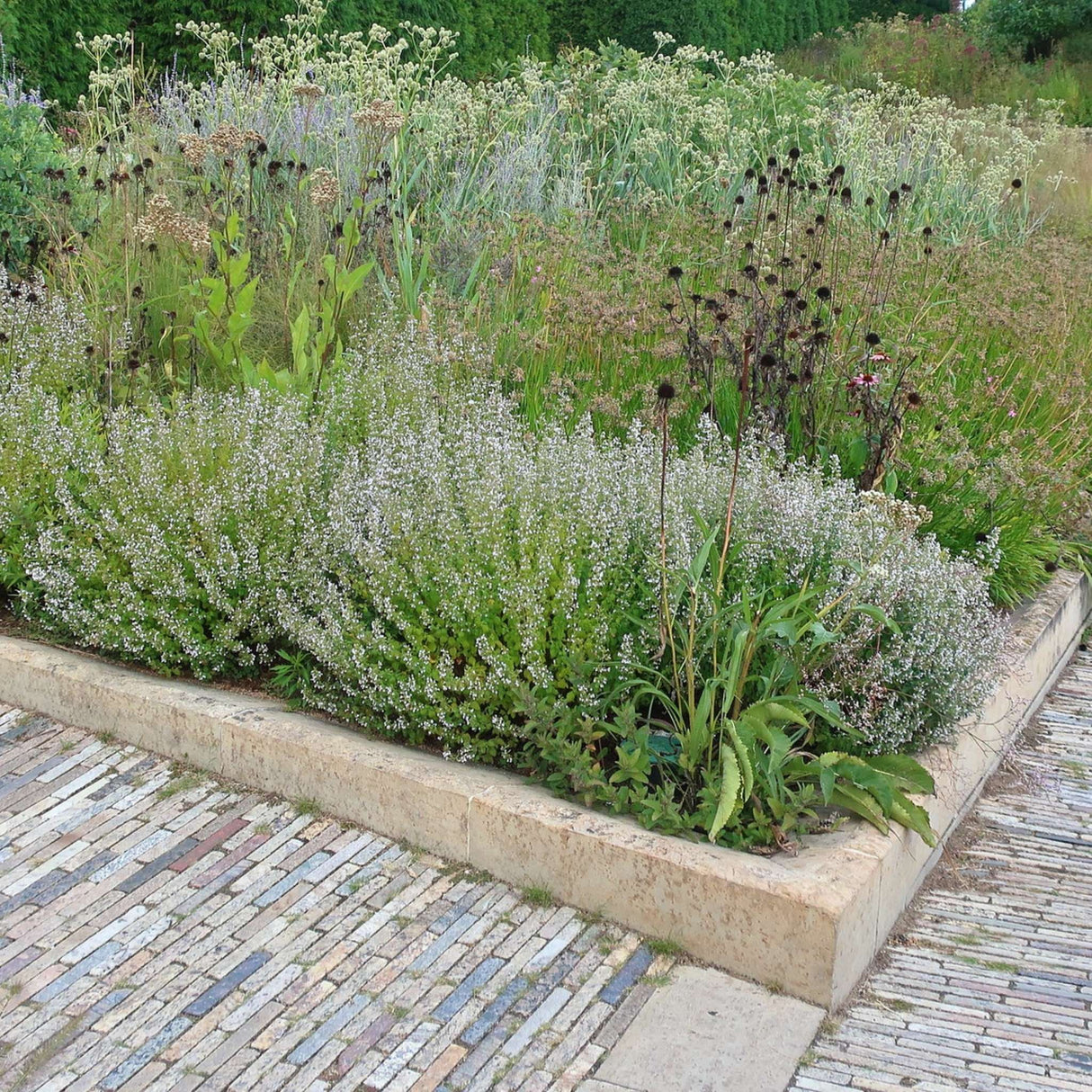 Calamintha nepeta subsp. nepeta