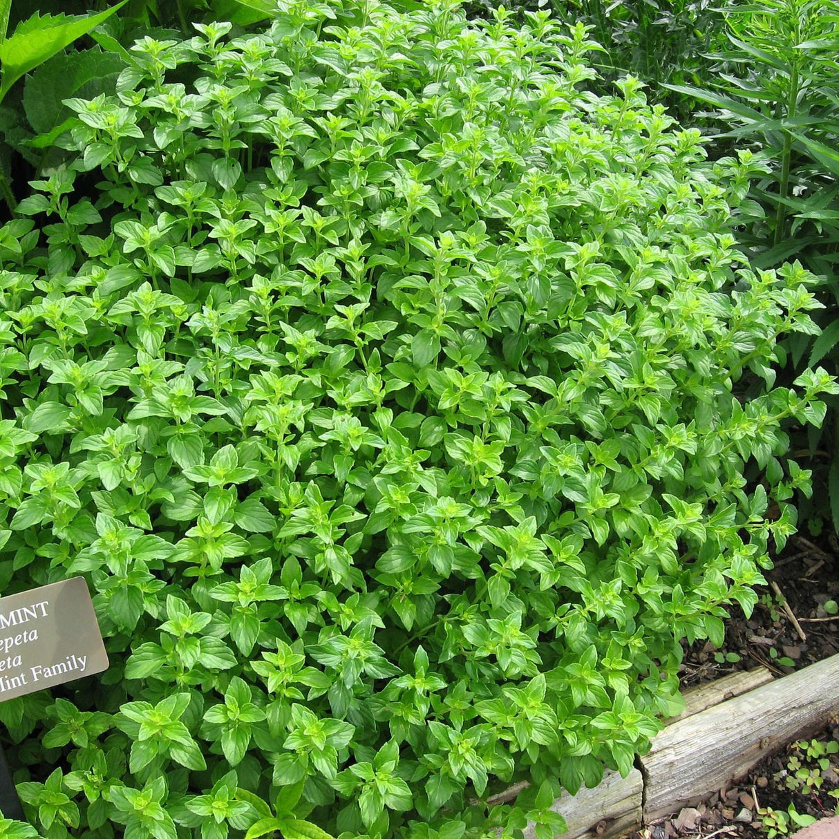 Calamintha nepeta subsp. nepeta
