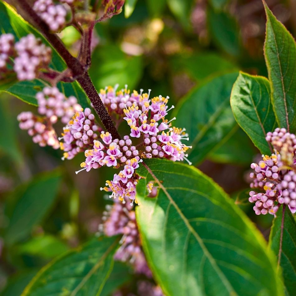 Callicarpa bodinieri ‘Profusion’