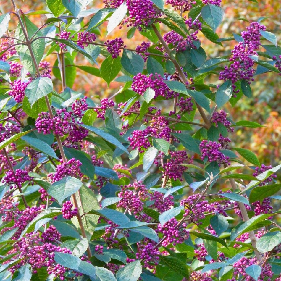Callicarpa bodinieri ‘Profusion’