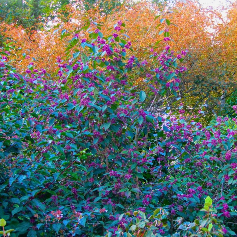 Callicarpa bodinieri ‘Profusion’