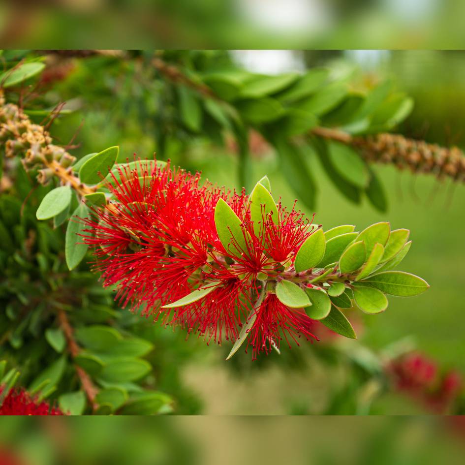 Callistemon rigidus