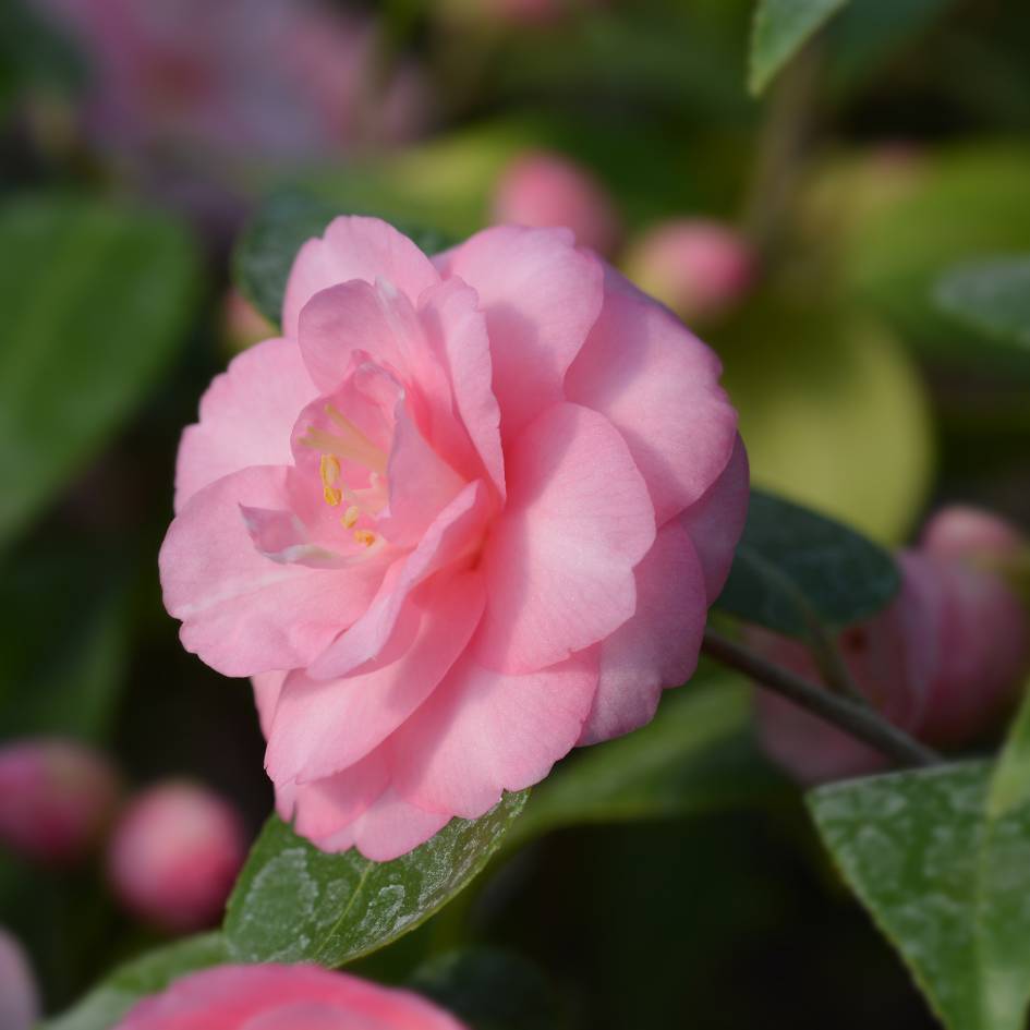Camellia ‘Spring Festival’