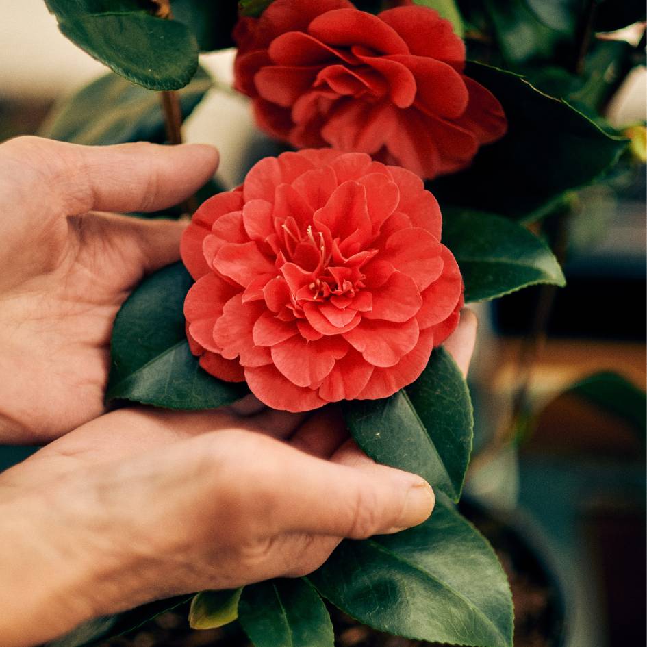 Camellia japonica ‘Lady Campbell’