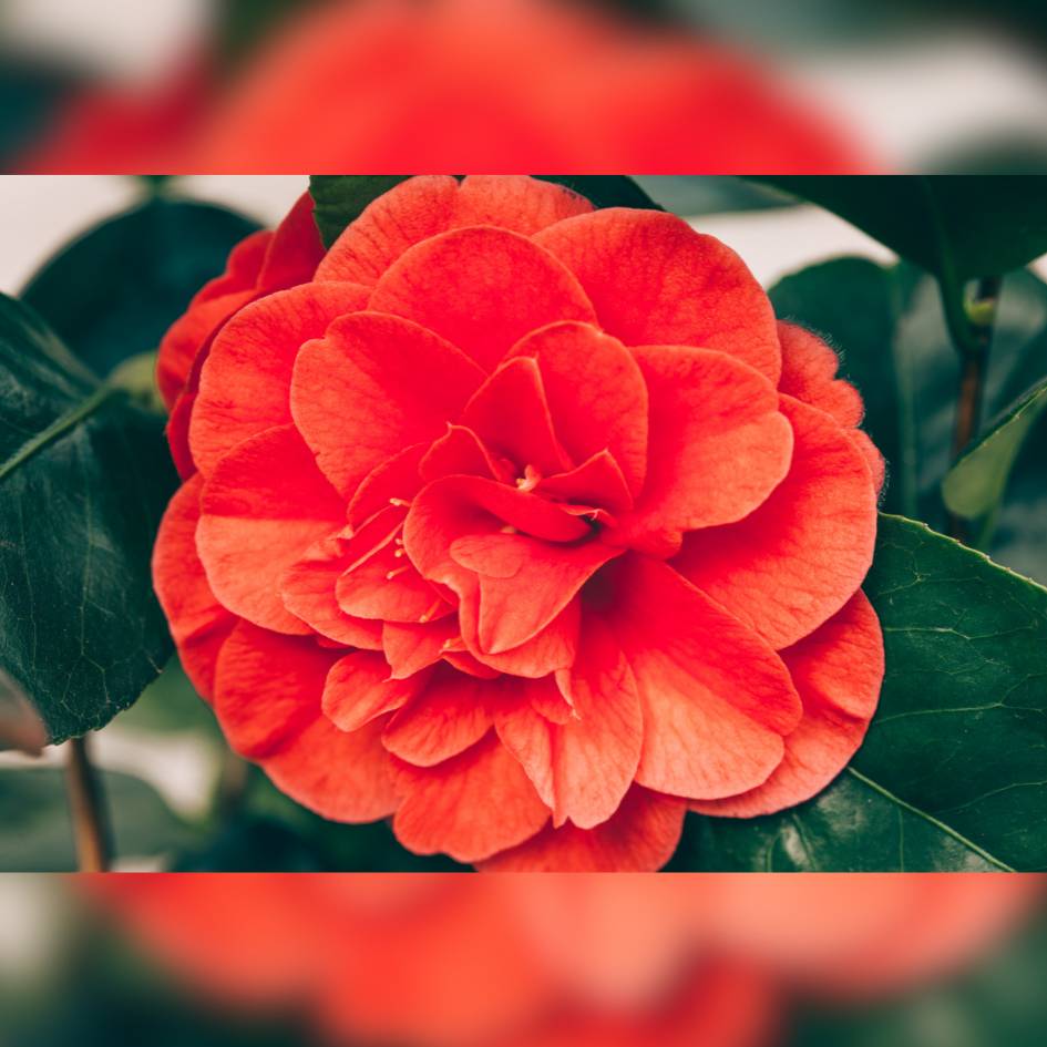 Camellia japonica ‘Lady Campbell’