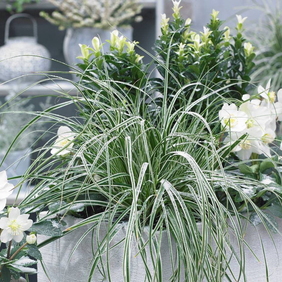 Carex oshimensis ‘Everest’