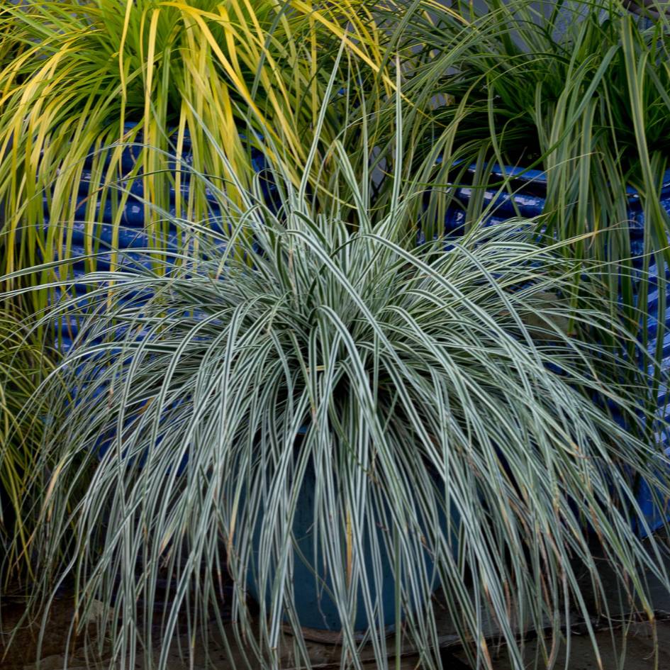 Carex oshimensis ‘Everest’