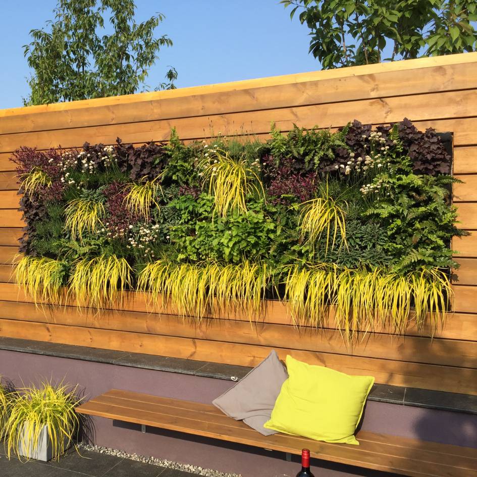 Carex oshimensis ‘Everillo’