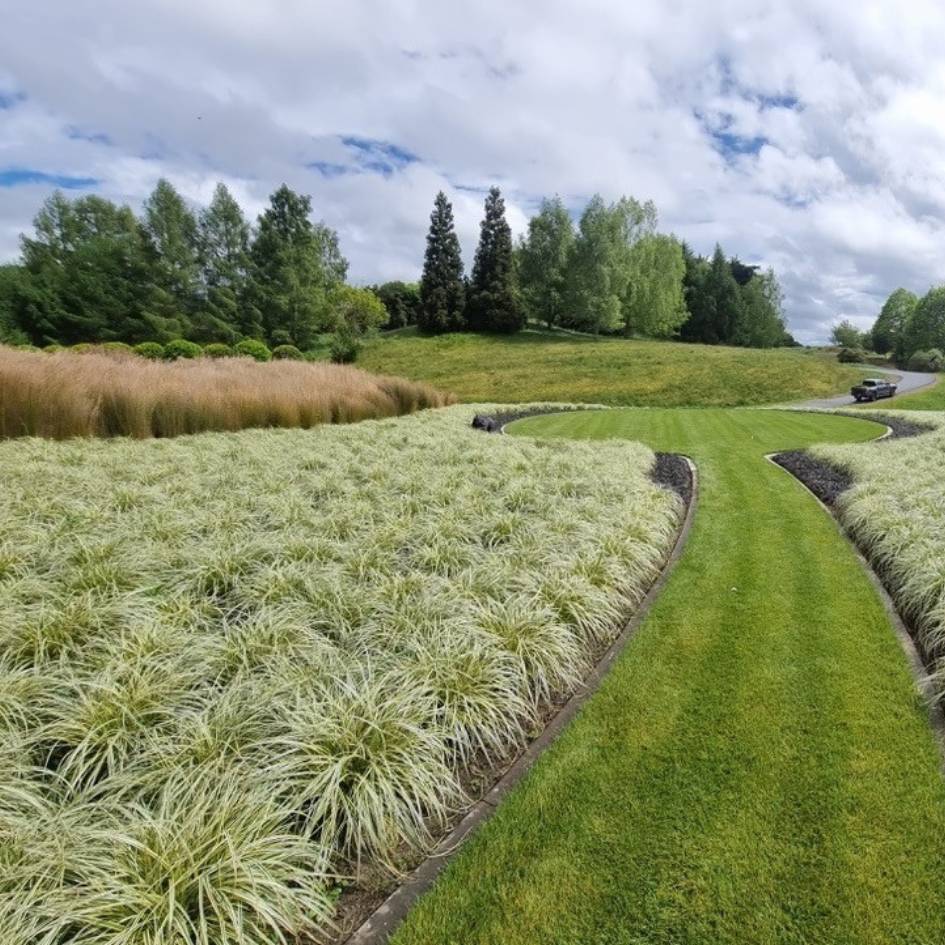 Carex ‘Feather Falls’