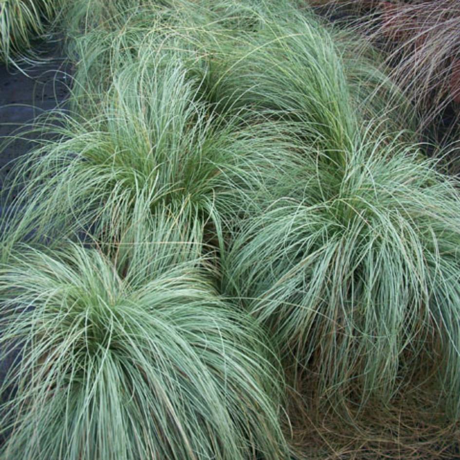 Carex comans ‘Frosted Curls’