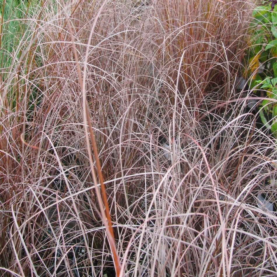 Carex buchananii ‘Red Rooster’