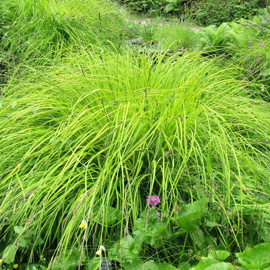 Carex elata ‘Aurea’
