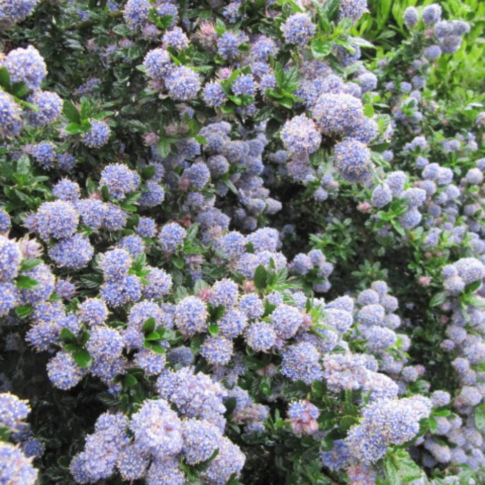 Ceanothus ‘Blue Mound’
