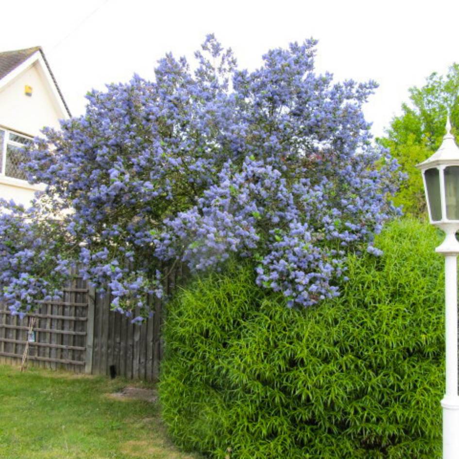 Ceanothus arboreus ‘Trewithen Blue’