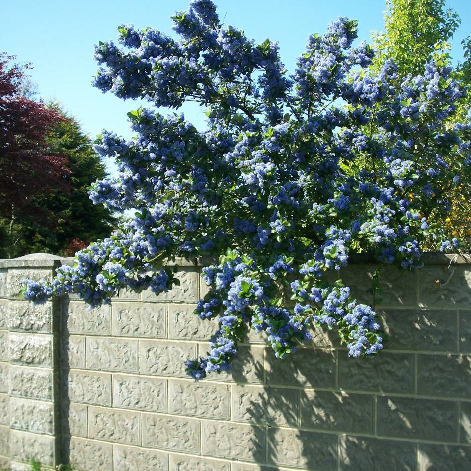Ceanothus arboreus ‘Trewithen Blue’