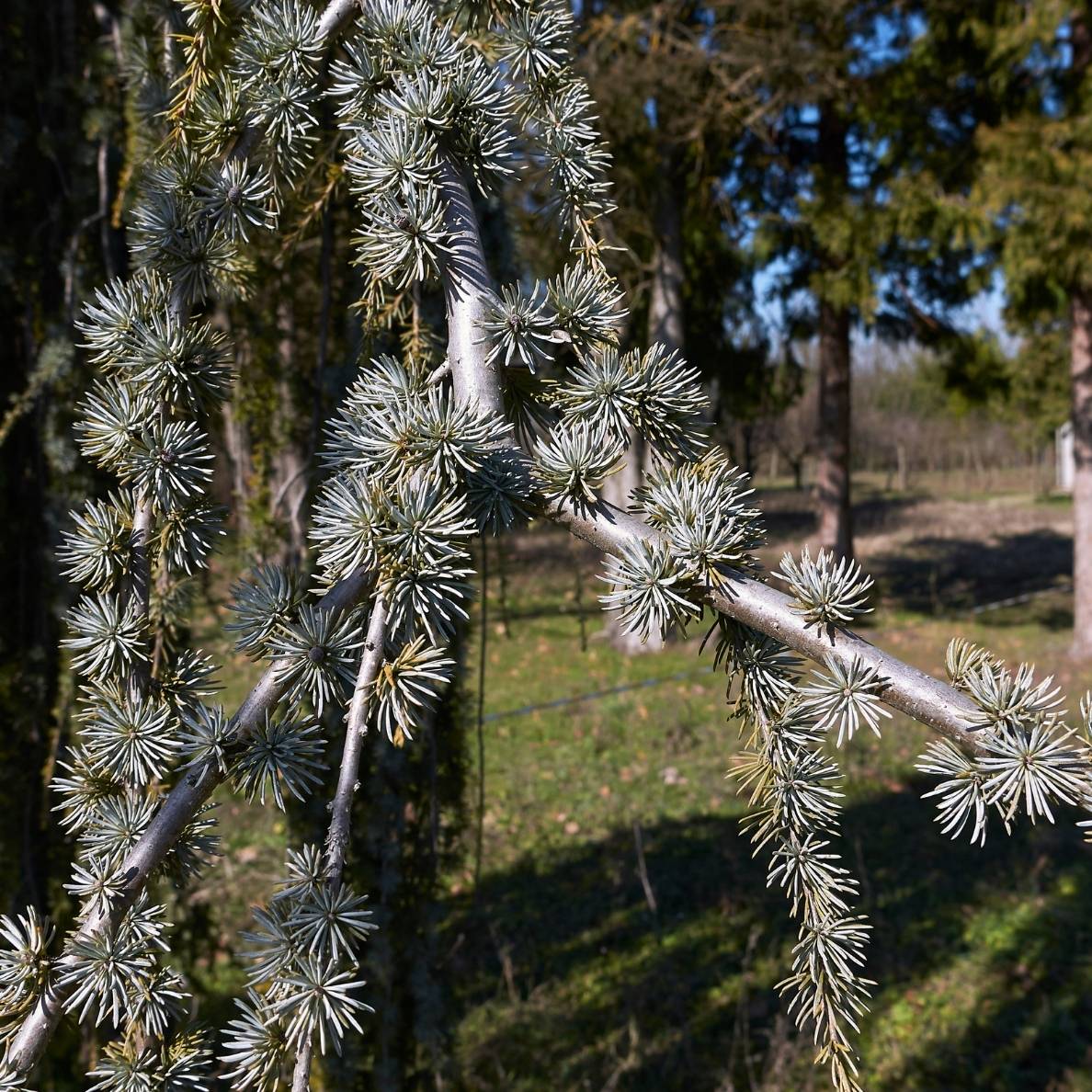 Cedrus atlantica ‘Glauca Pendula’