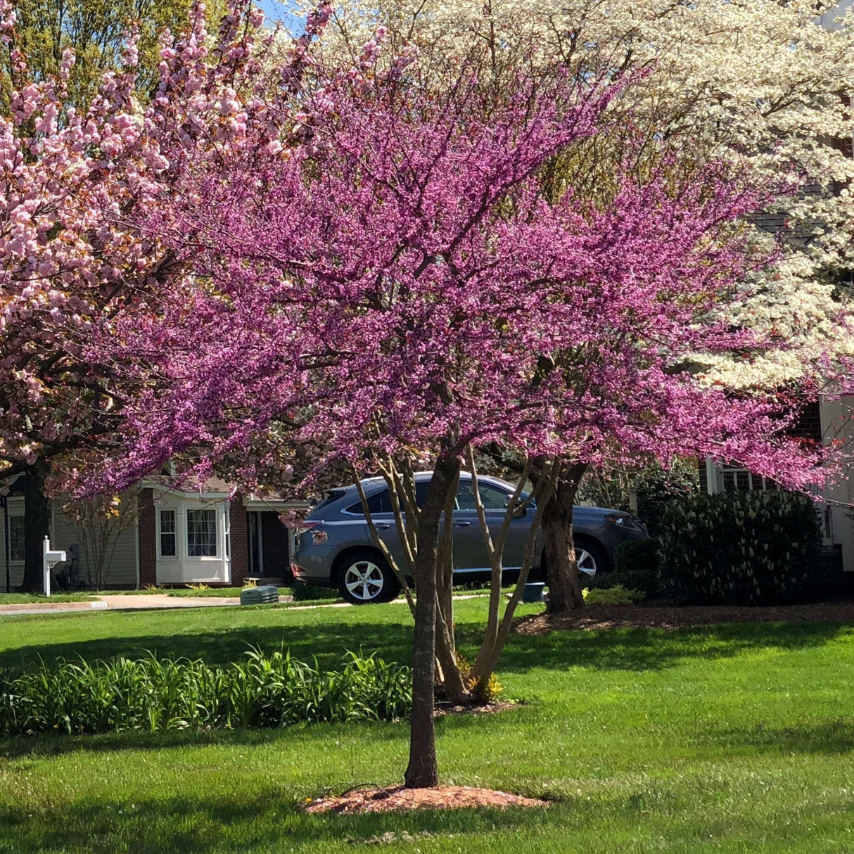 Cercis canadensis ‘Forest Pansy’