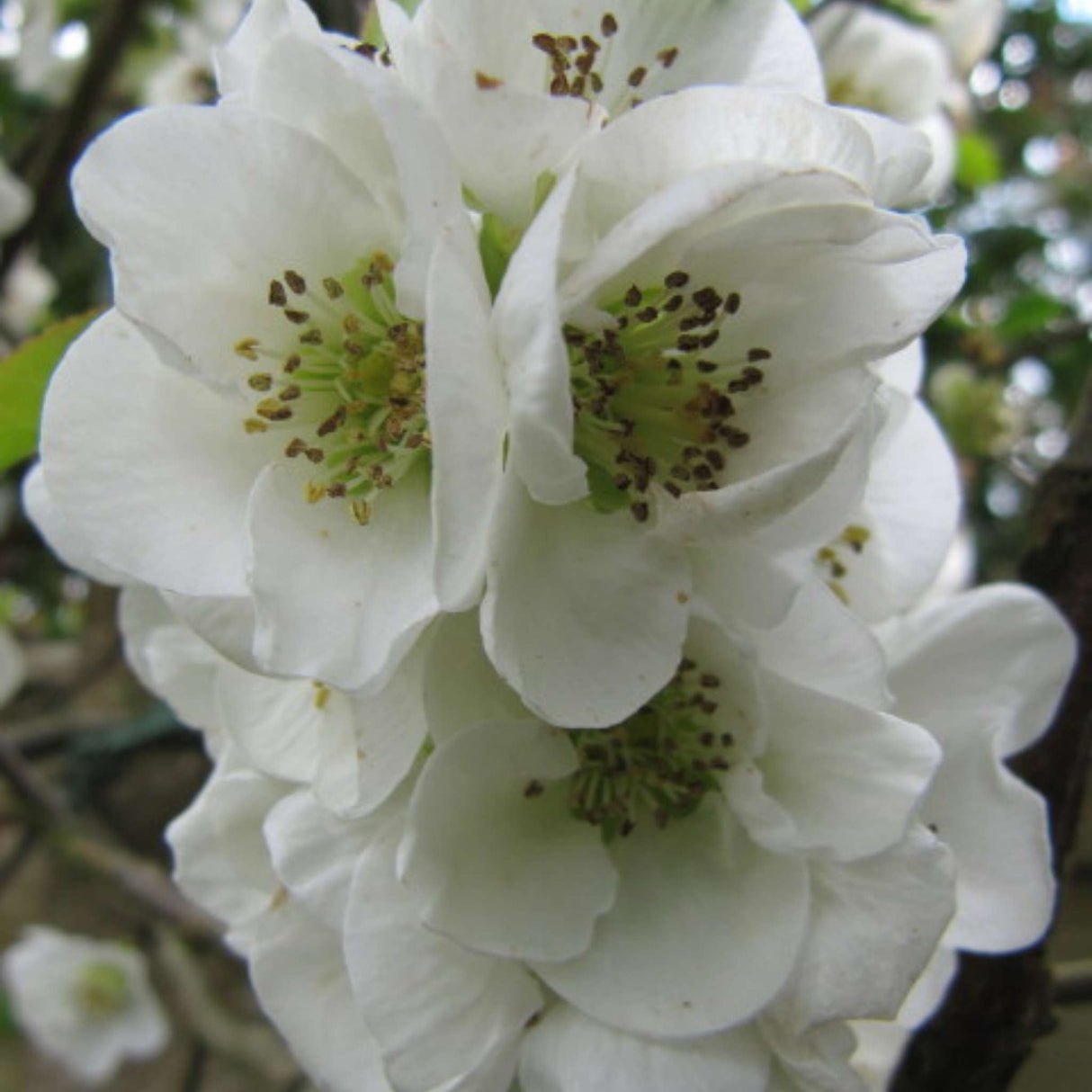 Chaenomeles speciosa ‘Nivalis’