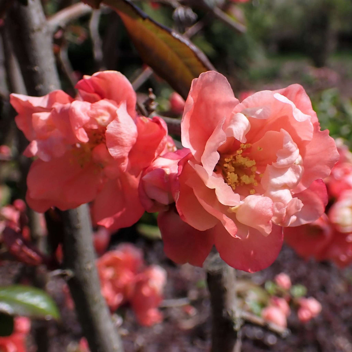 Chaenomeles speciosa ‘Falconnet Charlet’