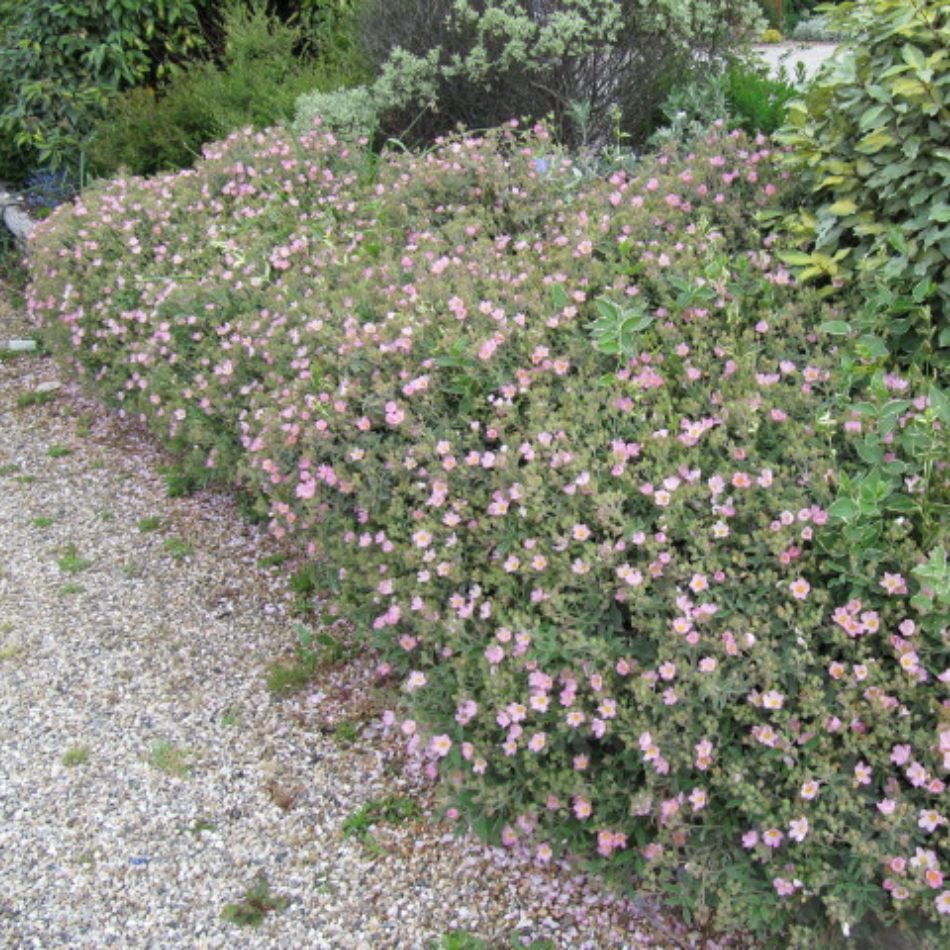 Cistus × argenteus ‘Silver Pink’