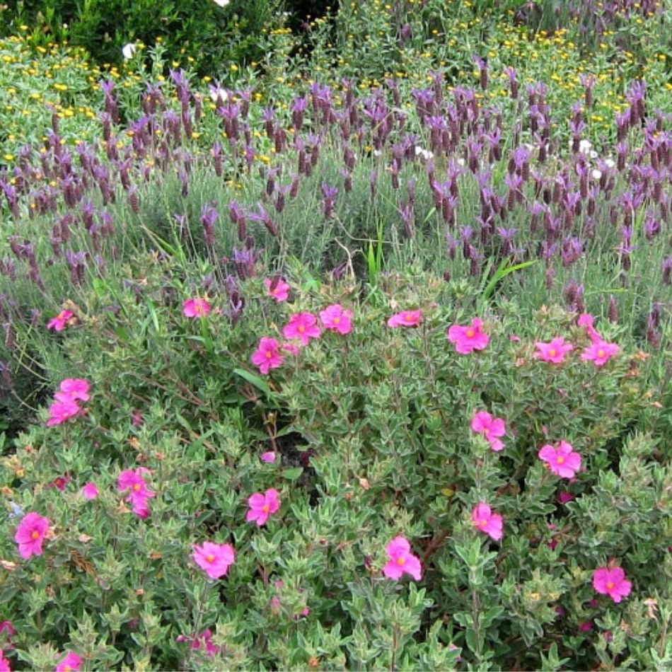 Cistus × pulverulentus ‘Sunset’