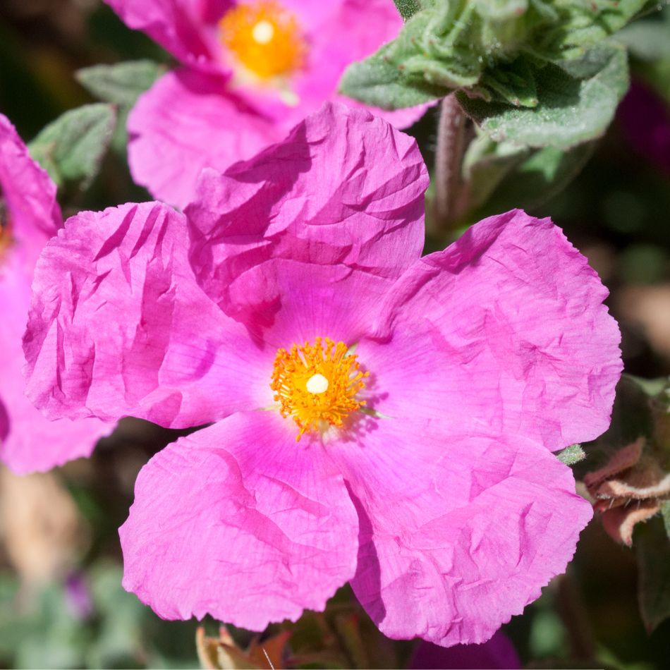 Cistus × pulverulentus ‘Sunset’
