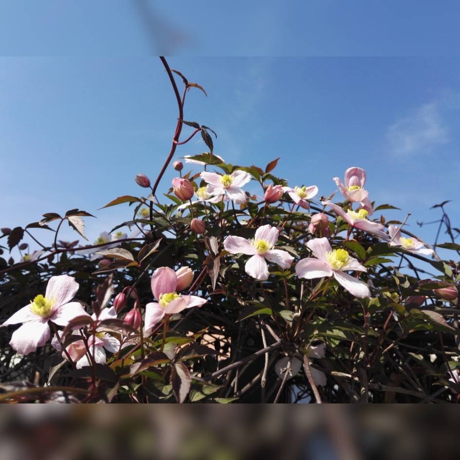 Clematis montana ‘Mayleen’