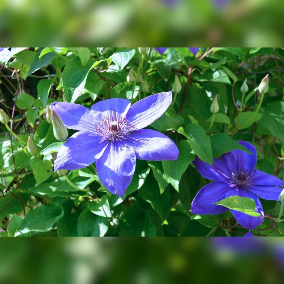 Clematis ‘Elsa Späth’
