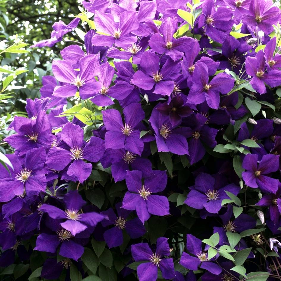 Clematis ‘Jackmanii’